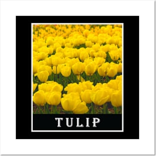 Yellow Tulip Floral Photography Posters and Art